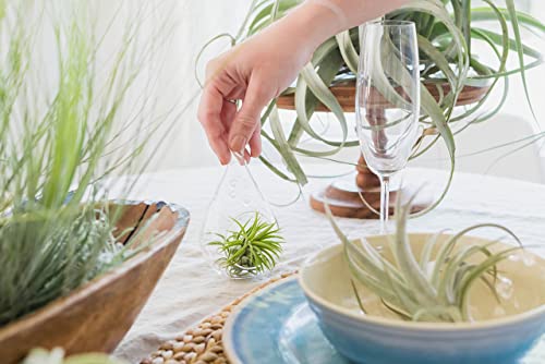 Large Juncea Air Plants 8 To 10 Inches - Live Succulent House Plants - Available In Wholesale And Bulk - Home And Garden Decor - Easy Care Indoor And Outdoor Plants (Pack Of 12) #TOP4