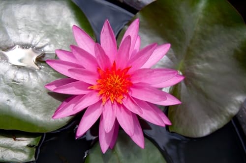 Breoudo 60Pcs Lotus Seeds for Planting in Water Non-GMO Lotus Flower Seeds High Germination Rate Bowl Lotus Seeds Water Lily Seeds for Planting Home, Garden, Indoor, Outdoor
