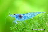 garnelen grillen temperatur  Garnelen Garnelio - Blue Jelly Neocaridina davidi VAR. \'Blue Jelly \'