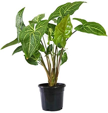 Green Syngonium Indoor Plant With Pot (B0B5T6WHSB) Amazon Price History, Amazon Price Tracker