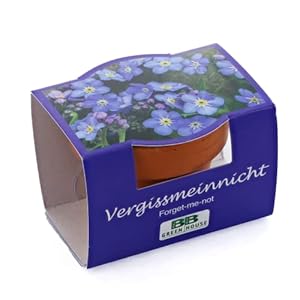 Bull & Bear Vergissmeinnicht Anzuchtset 40mm