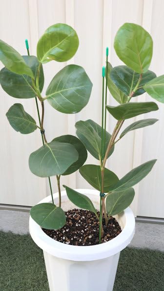 シーグレープ　8号　150センチ白鉢　現品 シーグレープ 8号 - 植物と暮らす m-plant