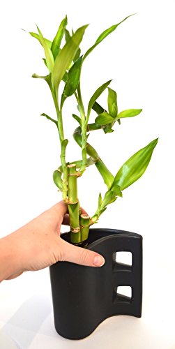 9Greenbox - Lucky Bamboo - Tear Drop Ceramic Vase #TOP5