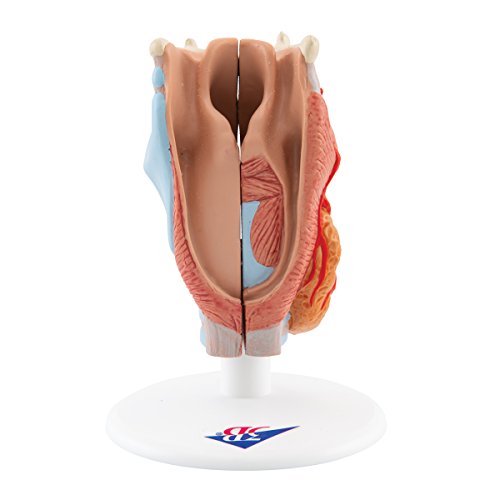 Image of 3B Scientific G22 Larynx 2-Part - 3B Smart Anatomy
