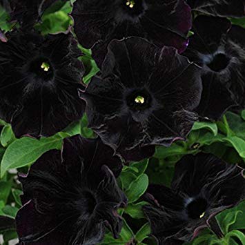 CSNCH Petunia Black 'Velvet' Bonsai Annnual Flowers 200Pcs Seeds Slightly Ruffled Flower for Home Garden High Yield
