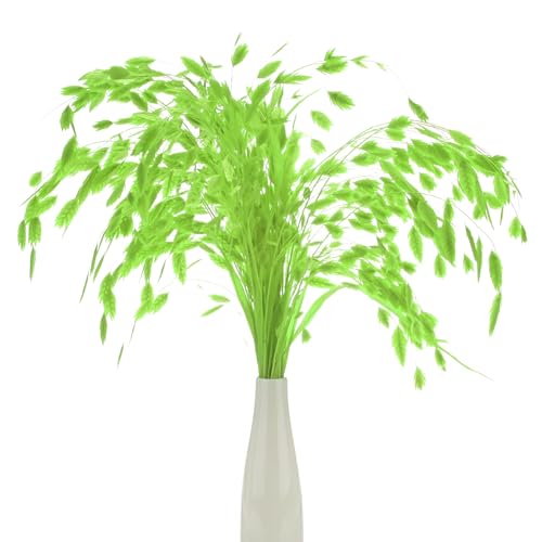 M METERXITY 20-Pz Mazzo Erba Essiccata 17 Chasmanthium Bouquet Fiori Secchi Erba Avena per Riempitivo Vaso/Decorazione Casa Arrangiamento Fiori Secchi Pianta Reale Steli Verdi [Verde Chiaro]