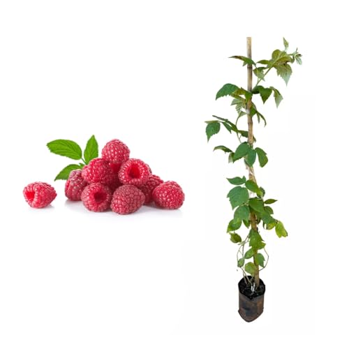 Genérico, Muda de Framboesa 20 a 40cm AMK - Plantas Online