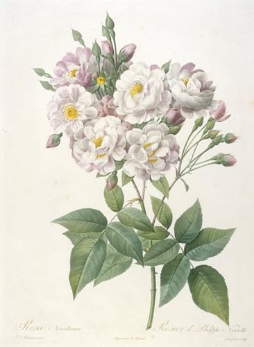 Prints Toile Rosa Noisettiana affiche rosier Pierre Redouté 60x90cm