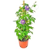 Purple Passion Flower Plant - Passion Vine Trellis - Flowering Vine Plant - 3 Gallon Pot - Overall Height 36" - Tropical Plants of Florida