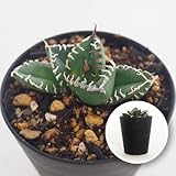 ＩＴＡＮＳＥ アガベ チタノタ 南アフリカダイヤモンド 3号 1個売り 多肉植物 学名：Agave titanota South Africa Diamond 別名：SAD 白く幅広で大きな鋸歯 短く肉厚な葉の組み合わせが織りなすワイルドな外観が特徴 葉色は深みのある緑 白い鋸歯とのコントラストが鮮やか 一目で南アフリカダイヤモンド(SAD)と分かるほど個性的な姿