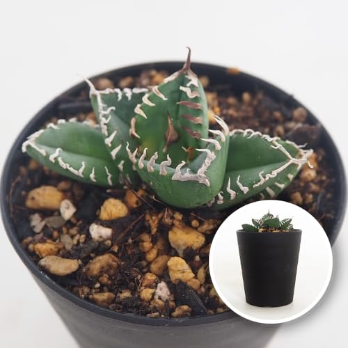 �A�K�x �`�^�m�^ ��A�t���J�_�C�������h 3�� 1���� �����A�� �w���FAgave titanota South Africa Diamond �ʖ��FSAD �������L�ő傫�ȋ��� �Z�������ȗt�̑g�ݍ��킹���D��Ȃ����C���h�ȊO�ς����� �t�F�͗� ��������