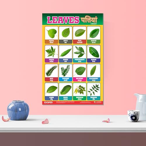 Image of ESCAPER Leaves Educational Charts for Kids, Charts for Kids Learning (11.5 x 17.5 inches), Kids Study Material, Kids Learning Books, Educational Posters