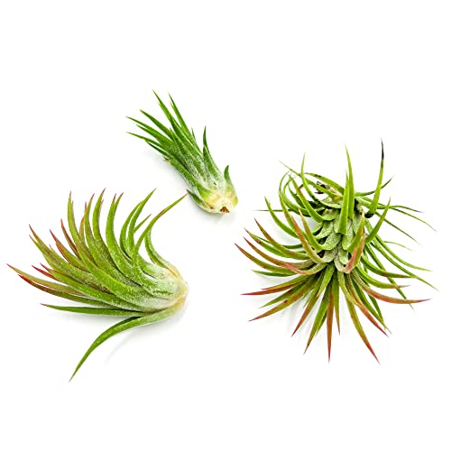 Ragnaroc Air Plants - Tillandsia Ionantha Mexicana, Regular 2-3" - 3Ct - Live Arrival Gauranteed - House Plants For Home Decor & Gift #TOP6