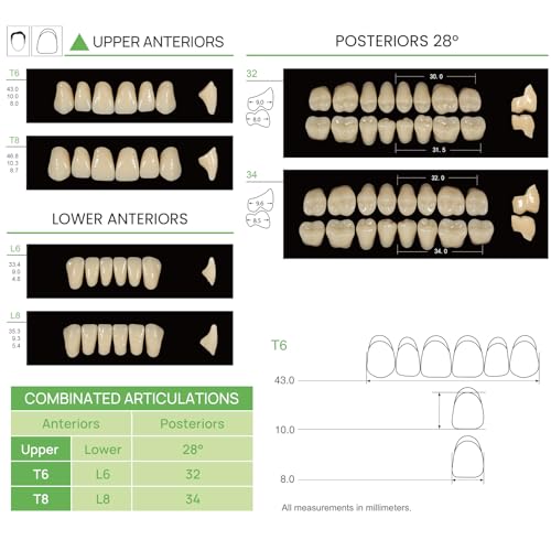 Image of JMU 28 Pcs /Set Dental Acrylic Resin Denture Teeth Shade A1 T6 Resin Synthetic False Teeth (Pack of 2)