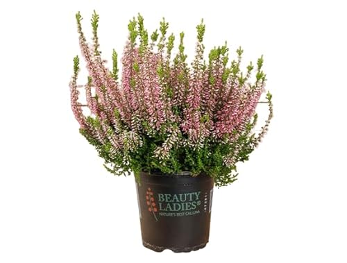 Brezo Rosa Arbusto de Exterior o Interior - Planta Ornamental Natural