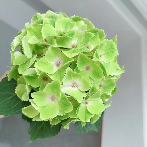 semillas de hortensia - jardín perennes resistentes 250pcs