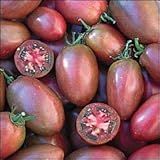 Un completamente nuevo Tomate - Purple Plum Rusia - 75 Semillas Finas