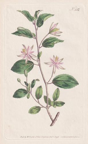 Grewia Occidentalis. Elm-leaved Grewia Tab. 422 - Lavendel-Sternblüte Kreuzbeere crossberry / South Africa Südafrika / Pflanze plant / flower flowers Blume Blumen / botanical Botanik Botany / Au ...