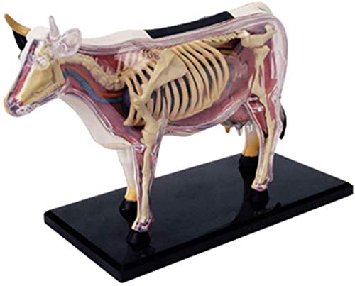 jjff Skeleton Model Dairy Cow Anatomical Model, 4D Visual Animal Anatomy Three Dimensional Puzzle Dairy Cow Anatomical Model, Detachable 29 Parts, Parent-Child Toy.