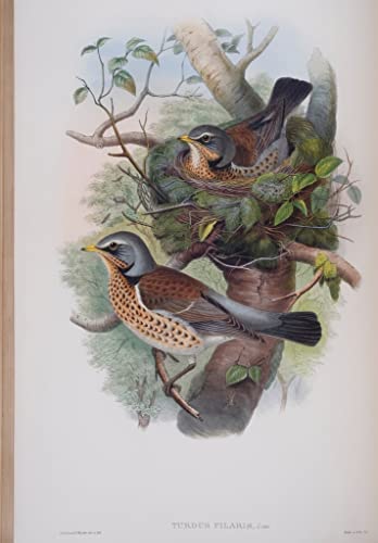 Tableau Oiseau Turdus Pilaris Affiche Art John Gould 60x90cm