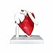 Anatomical Advanced Muscled Shoulder Joint Model Medical Anatomy Skeleton