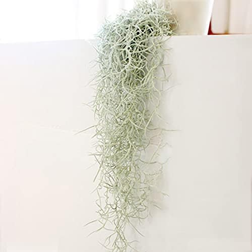 Amazon エアプランツ チランジア ウスネオイデス スパニッシュモス 2束セット 観葉植物 オンライン通販