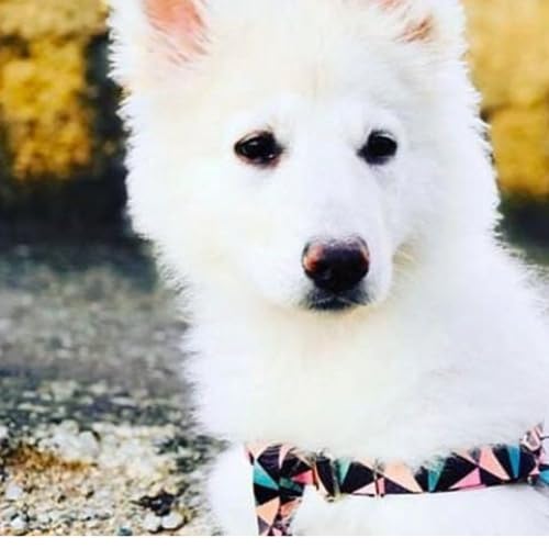 Coleira Peitoral pet ajustável com guia segura para cachorros modelo abstrata (Pequeno)