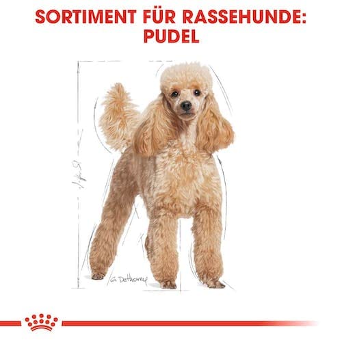 ROYAL CANIN Poodle Adult | Doppelpack | 2 x 500 g | Trockenfutter für ausgewachsene Poodle | Zur Unterstützung des Fells und des Muskeltonus | Für Hunde ab dem 10. Lebensmonat