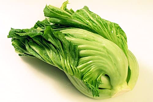 MOCCUROD 500 Indian Mustard Greens (GAI Choy, GAI Choi) Cabbage Seeds - Thumbnail 2