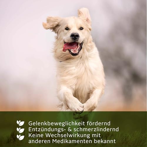 TJURE Teufelskralle Liquid für Hunde | 1000 ml | Ergänzungsfuttermittel mit Teufelskralle | Zur Unterstützung der normalen Beweglichkeit | Pflanzliche Rezeptur | Made in Germany | Ohne Zusatzstoffe