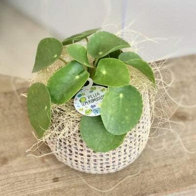 Amazon Co Jp 観葉植物 ピレア ペペロミオイデス ジュート柄鉢カバー パンケーキプランツ ヤシ飾り ホーム キッチン Amazon Co Jp 観葉植物 ピレア ペペロミオイデス ジュート柄鉢カバー パンケーキプランツ ヤシ飾り ホーム キッチン