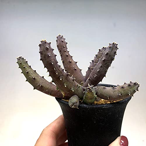 Amazon.co.jp: 多肉植物：ガガイモ フェルニア ヒストリクス*: ホーム