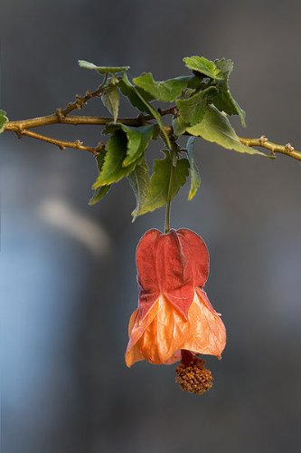 30 Flowering Maple Tree Shrub Chinese Bell Flower Seeds #TOP7