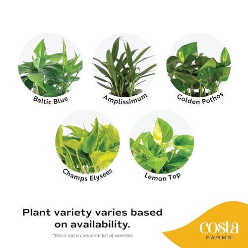 Image of Costa Farms Pothos Live Plants (6-Pack), Devil's Ivy Assorted Varieties in Decorative Plant Pots, Easy Care Air Purifying Indoor Houseplants, Home or Office Decor, Housewarming Gift Set