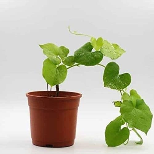 Crown Flora Giloy Plant, Gulvel Plant Medicinal Herbal Natural Plant with Pot (B0BX455HHG) Amazon Price History, Amazon Price Tracker