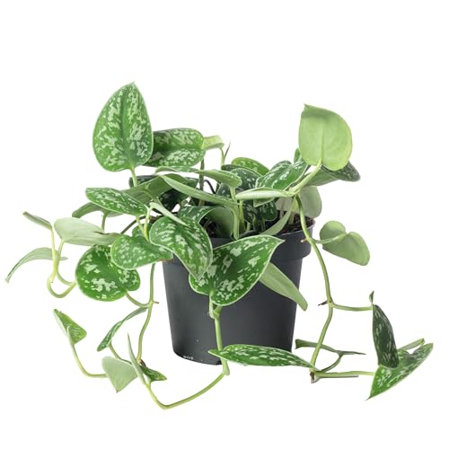 Flowerbox Scindapsus pictus 'Argyraeus' Plante de lierre tacheté – véritable plante d'intérieur, hauteur env. 15 cm, diamètre du pot 12 cm