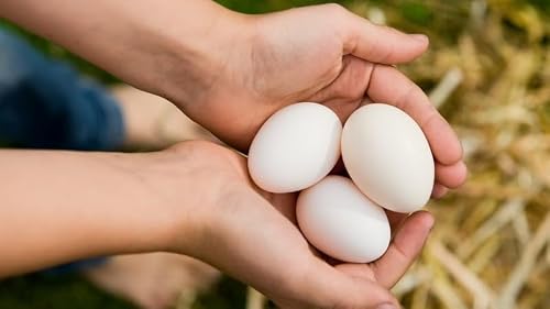 Egg Vending