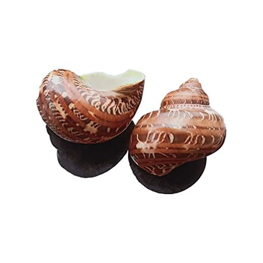SANSHIi 1pc katt ögon snigel skal naturlig snäckskal conch strand nautiska hem dekor skalar exemplar samlarobjekt fisk för strandsäckskal Diy Hantverk vasfyllmedel (Color : Natural, Size : 6 7cm)