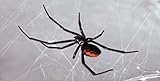 Black Widow Spider in Web Photo License Plate