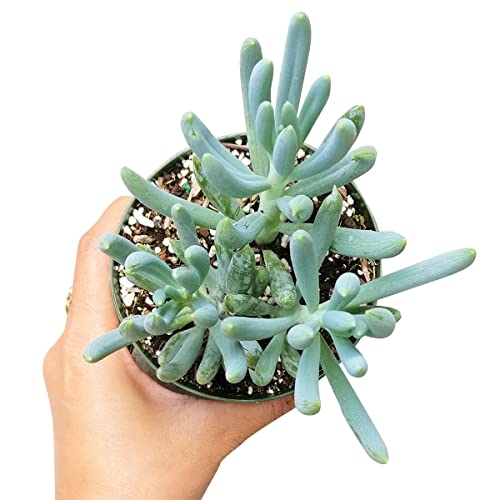 Senecio Blue Chalksticks (2 Inch) - Healthy Succulent Senecio Live Easy Care Indoor House Plant, Fully Rooted In 2/4/6 Inch Sizes #TOP3