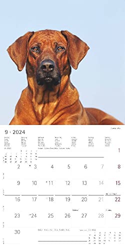 Hunde 2024 - Broschürenkalender 30x30 cm (30x60 geöffnet) - Kalender mit Platz für Notizen - Dogs - Bildkalender - Wandkalender - Hundekalender