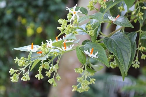 Image of Live Parijaat Harsingar Plant with Pot | Night Flowering Shiuli Tree | Indoor Outdoor Flowering Plant for Home Garden & Balcony