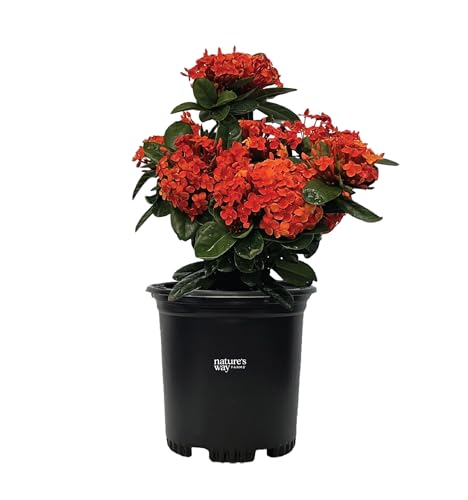 Nature's Way Farms Ixora Maui Red, Easy Care, Live Plant, Grow Outdoor, Full Sun Bright Light, Perfect for Plant Lovers & Beginners, in Grower Pot. (18-24 in. Tall)