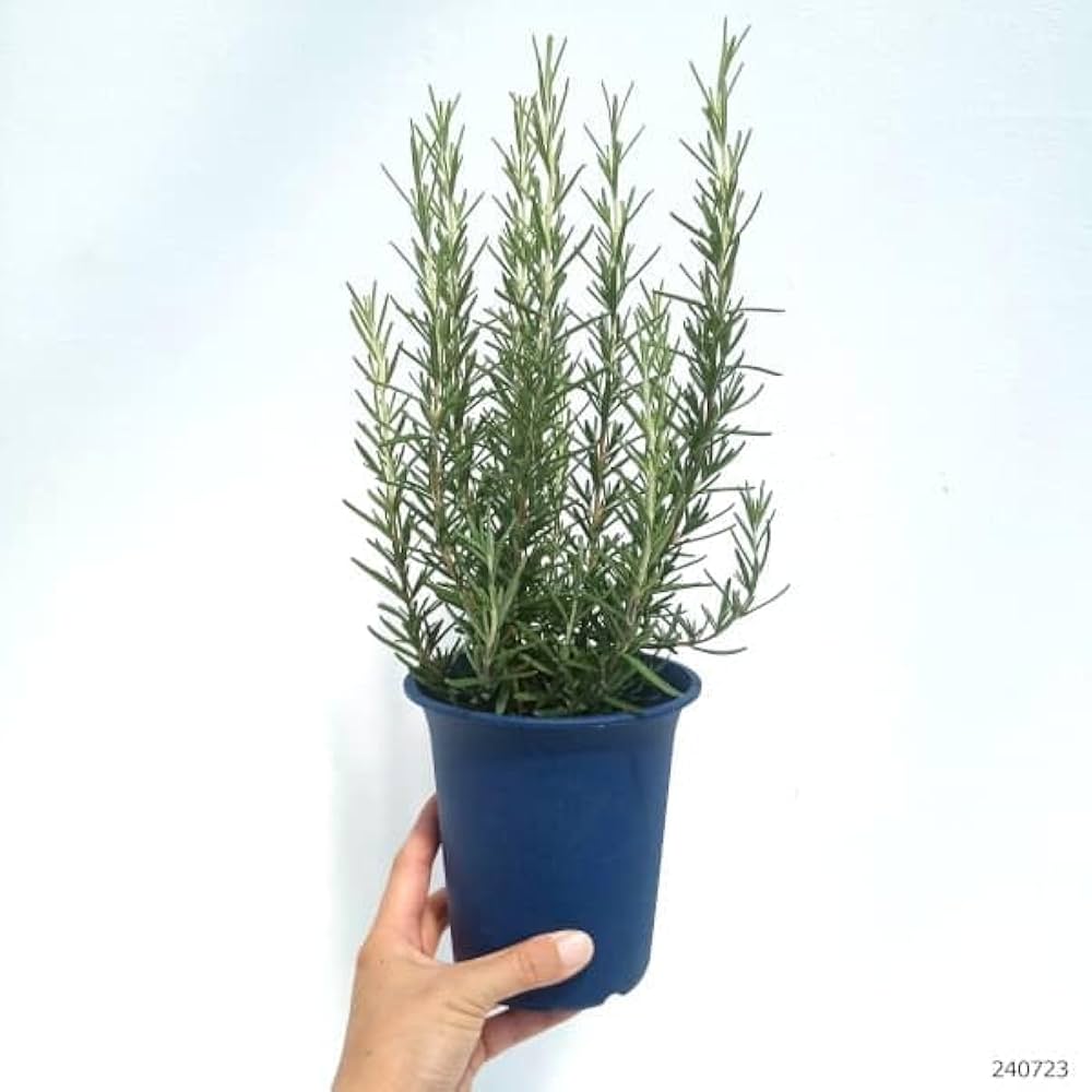 2個まとめ買い ローズマリー ローズマリー （這性タイプ） 2個セット （ 送料無料 ） 9cmポット苗