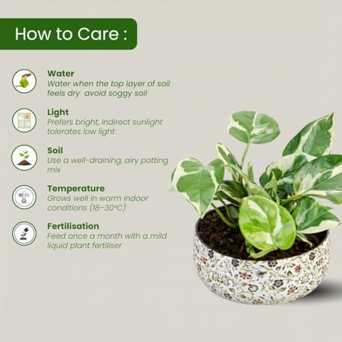 Image of Amulya Farms Indoor Plants for Home | Variegated Money Plant with Premium floral Print Metal Pot | Air Purifying Plants for Home Decor, Living Room and Office Decoration