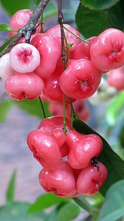 Image of All-Time12 Months Hybrid Grafted Guti Kolom Live Fruit Plant Original & Authentic for Outdoor Fast-Growing Fruit Plant Home Pack Of-1 (Water Apple Fruit Plants Varieties Combo Pack of-4, Medium)