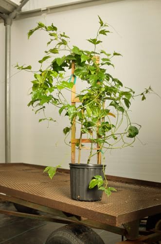 Pack of 4 Hybrid Passion Fruit Plant All Year Fruiting Plants