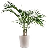 Costa Farms Majesty Palm Live Plant in Decorative...