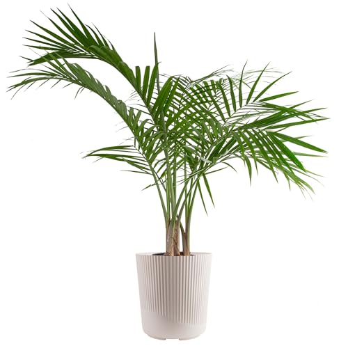 Costa Farms Majesty Palm Live Plant in Decorative Pot, Indoor