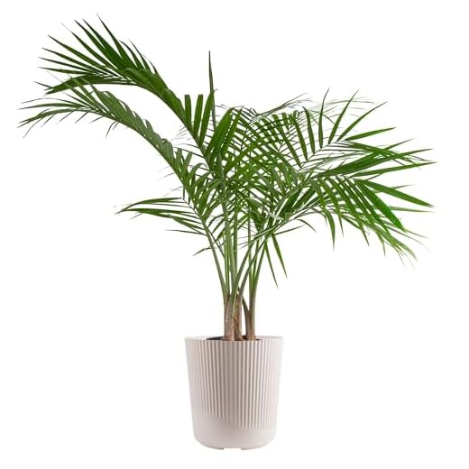 Majesty Palm in Premium Decor Planter